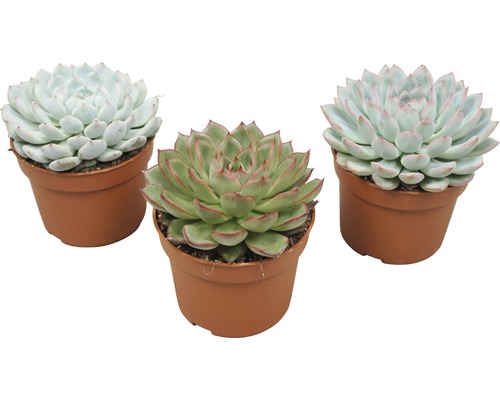 Echevéria FloraSelf Echeveria-kultivary 14-16 cm kvetináč Ø 10,5 cm rôzne druhy Tri rastliny Echeveria v kvetináčoch