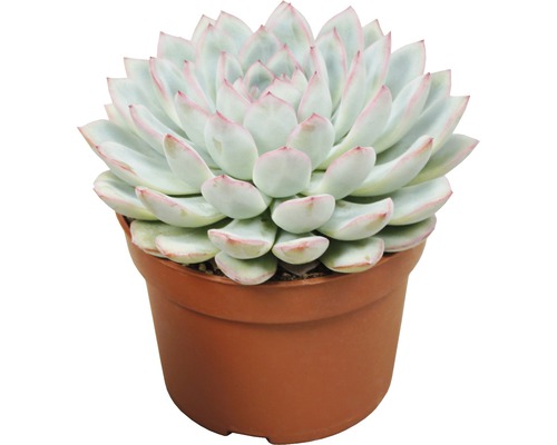 Tučnolist v kvetináči