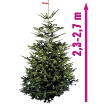 Kaukazská jedľa s výškou 2,3 až 2,7 metra