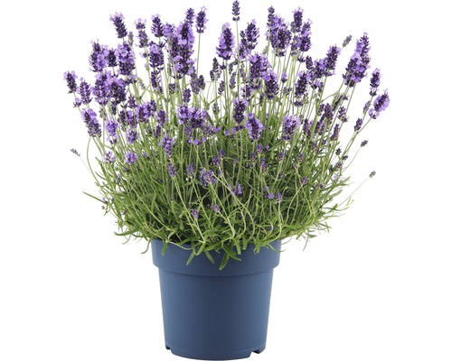 Levanduľa FloraSelf Lavandula angustifolia 'Hidcote Blue' kvetináč 5 l