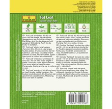 Balenie Fat Leaf Allium na siatie