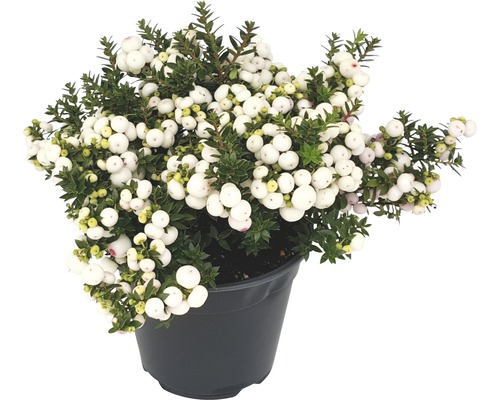 Gaultéria hrotitá FloraSelf Gaultheria mucronata 15-30 cm kvetináč 1,2 l biela