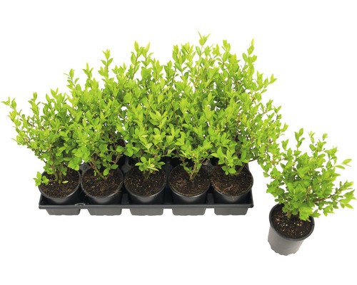 Vtáčí zob vajcovitolistý FloraSelf Ligustrum ovalifolium 20-40 cm kvetináč 0,6 l