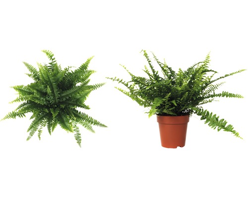 Izbová papraď v kvetináči, pohľad zhora a zboku.