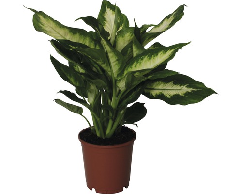 Difenbachia FloraSelf Dieffenbachia maculata ‘Camilla‘ 35-45 kvetináč Ø 12 cm