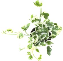 Izbová rastlina Epipremnum Aureum v kvetináči