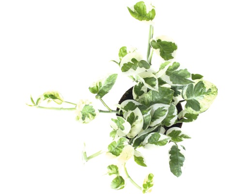 Izbová rastlina Epipremnum Aureum v kvetináči