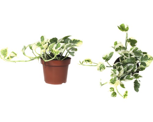 Potosovec zlatý v kvetináči, bočný pohľad a pohľad zhora