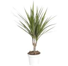 Dračinec FloraSelf Dracaena fragrans „Margináta“ 45-55 cm kvetináč Ø 11 cm