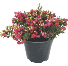 Gaultéria hrotitá červená FloraSelf Gaultheria mucronata 15-30 cm kvetináč 1,2 l