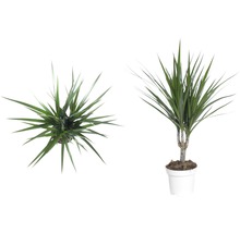 Dračinec FloraSelf Dracaena fragrans „Margináta“ 45-55 cm kvetináč Ø 11 cm