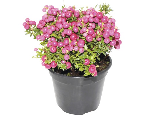 Libavka hrotitá FloraSelf Gaultheria mucronata výška 15-30 cm kvetináč 1,2 l ružová