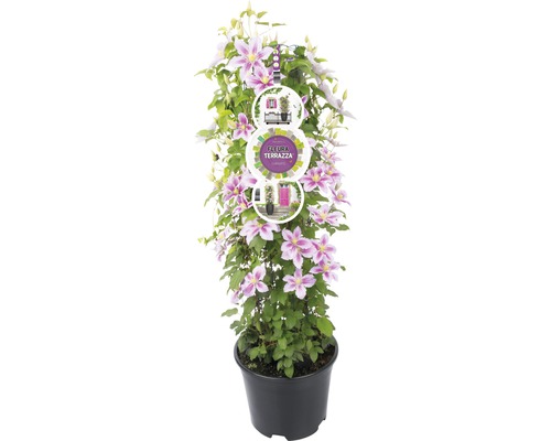 Plamienok Clematis kultivar 'Magnifico' výška 75 cm kvetináč Ø 19 cm