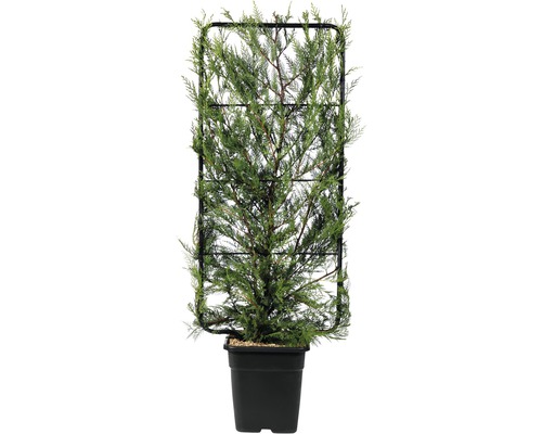 Cyprusovec leylandský FloraSelf Cupressocyparis leylandii výška 110 x šírka 50 cm kvetináč 18 l