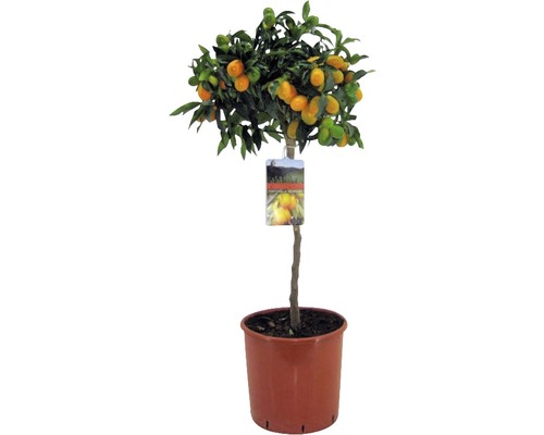 Kumquat oválny FloraSelf Fortunella margarita (Citrus) 60-70 cm kvetináč Ø 19 cm Kumkvátovník v kvetináči