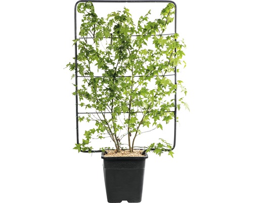 Ambrovník západný na špalieri FloraSelf Liquidambar styraciflua výška cca 120 cm, šírka 80 cm kvetináč 30 l