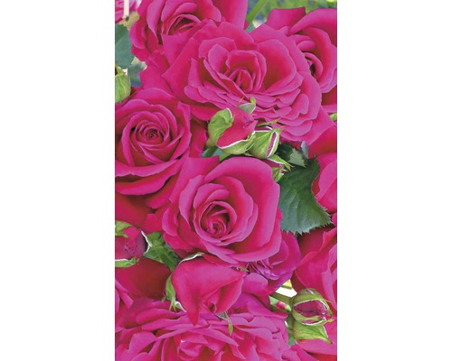 Detailný záber kvetov ruží