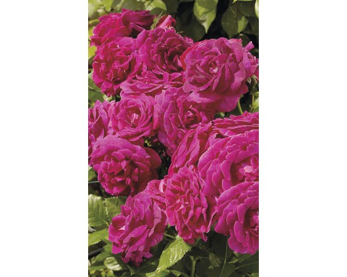 Detailný záber skupiny ružových kvetov ruží