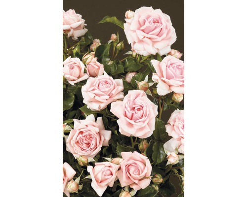 Kríková ruža s mnohými kvetmi