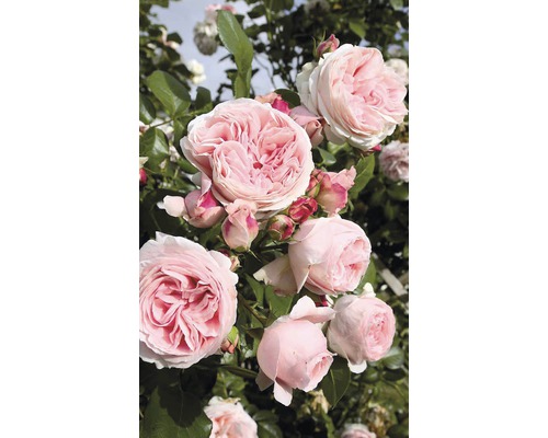 Detail popínavej ruže s ružovými kvetmi