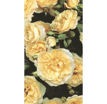 Popínavá ruža - rôzne odrody 60-80 cm kvetináč 5 l žltá-thumb-3