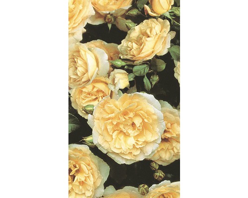 Detailný pohľad na kvety žltých ruží