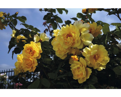 Kvety žltej ruže na ružovom kríku