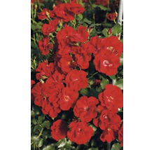 Záhonová ruža - rôzne odrody 10-20 cm kvetináč 5 l červená, tmavočervená-thumb-3
