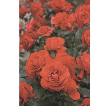 Záhonová ruža - rôzne odrody 10-20 cm kvetináč 5 l červená, tmavočervená-thumb-1
