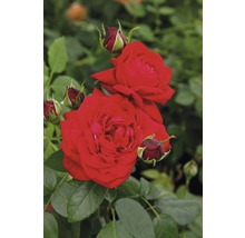Ruže - rôzne odrody10-20 cm kvetináč 5 l červená, tmavočervená-thumb-1