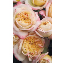 Ruže - rôzne druhy 10-20 cm kvetináč 5 l žltá, oranžová-thumb-1