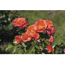 Ruže - rôzne druhy 10-20 cm kvetináč 5 l žltá, oranžová-thumb-3