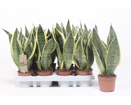 Viaceré rastliny svokrin jazyk v kvetináčoch na podnose