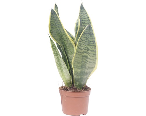 Svokrin jazyk, tenura FloraSelf Sansevieria trifasciata 'Superba' výška 25-35 cm kvetináč Ø 9 cm