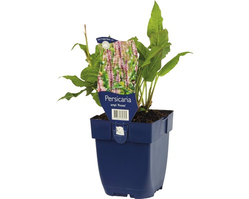 Stavikrv ružový Rosea rastlina v kvetináči