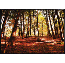 Lesná krajina so stromami a popadaným lístím