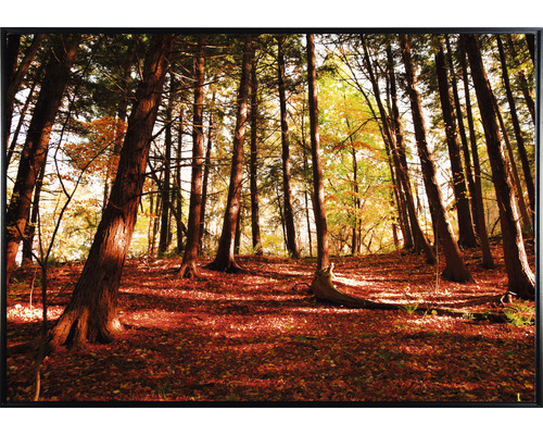 Lesná krajina so stromami a popadaným lístím