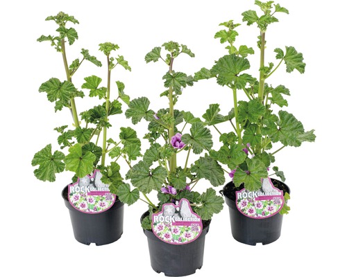 Slez lesný ROCKCollection FloraSelf Malva sylvestris 10-15 cm kvetináč 0,9 l