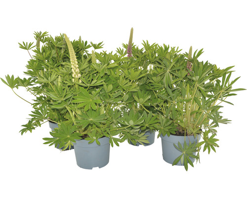Lupina Lupinus kultivar 'Gallery' mix výška 30-45 cm kvetináč 3 l 1 ks, rôzne druhy Lupiny v kvetináčoch, zelené listy a kvetenstvo