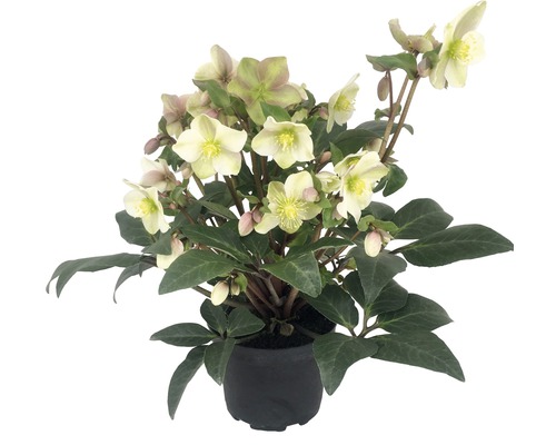 Čemerica čierna FloraSelf Helleborus niger 'Winter Darling' V 25-35 cm Ø kvetináča 21 cm