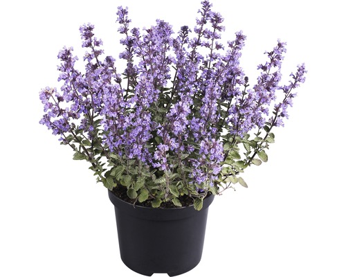 Kocúrnik Nepeta x faassenii 'Purrsian Blue' výška 10-25 cm kvetináč 3 l