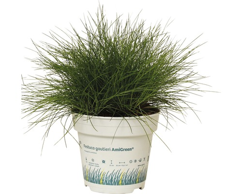 Kostrava metlovitá FloraSelf Festuca gautieri 'AmiGreen' výška 5-15 cm kvetináč 0,5 l