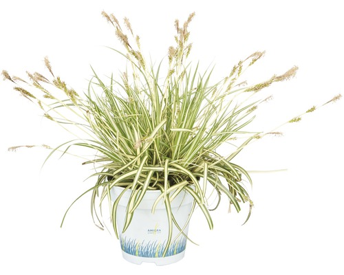 Ostrica ošimenská FloraSelf Carex oshimensis 'Evergold' výška 5-15 cm kvetináč 10,5 cm