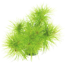 Zelená šidlatka pre akváriá