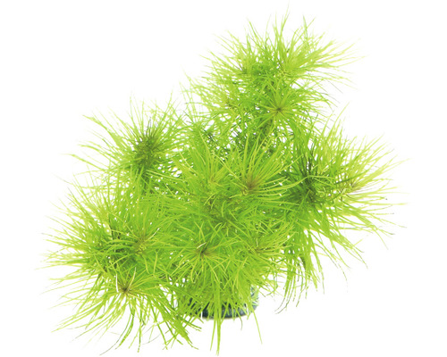 Vodná rastlina Pogostemon deccanensis Zelená šidlatka pre akváriá