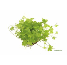 Dennerle pupkovník biely akvarijná rastlina