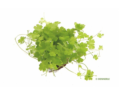 Dennerle pupkovník biely akvarijná rastlina