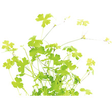 Detailný pohľad na žltozelenú rastlinu orlíčka