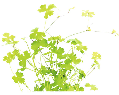 Detailný pohľad na žltozelenú rastlinu orlíčka