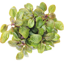 Rastlina šalátu poľného so zelenými listami